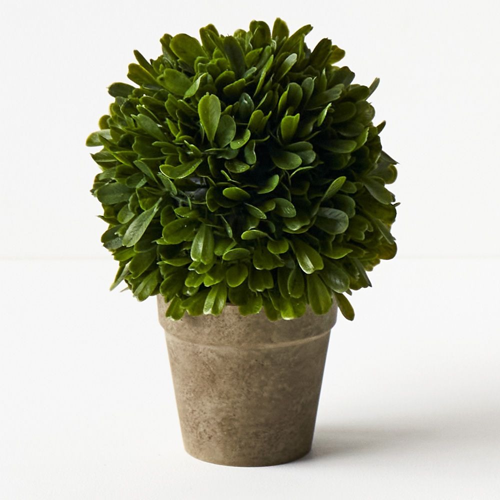 Boxwood Ball in Pot - Green