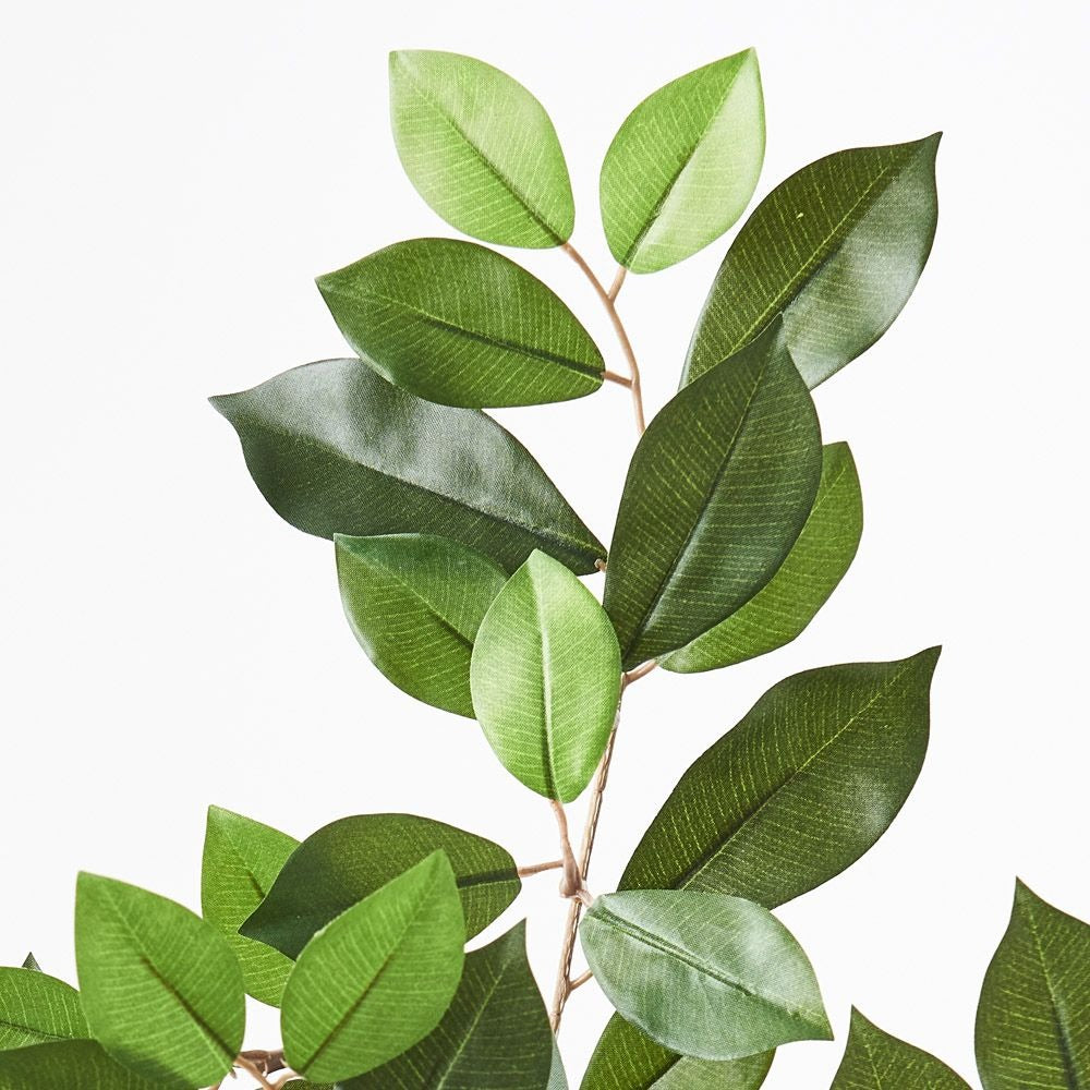 Ficus Retusa Leaf Spray - Green