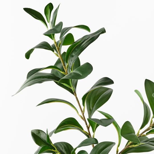 Ficus Spray