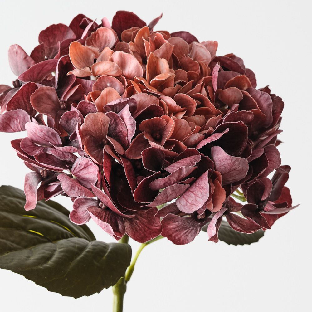 Hydrangea - Burgundy Rust