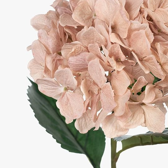 Hydrangea - Dusty Pink