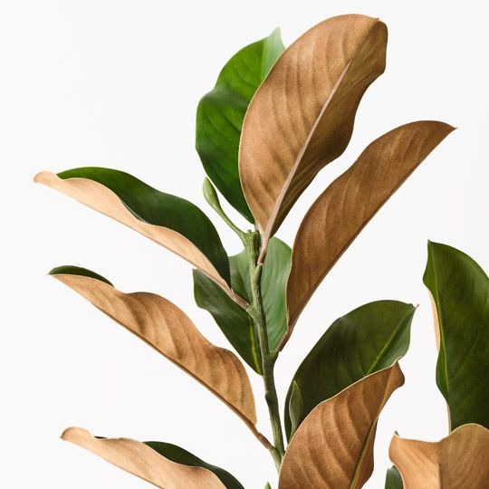 Magnolia Leaf Spray