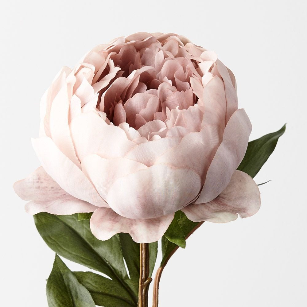 Peony - Dusty Pink