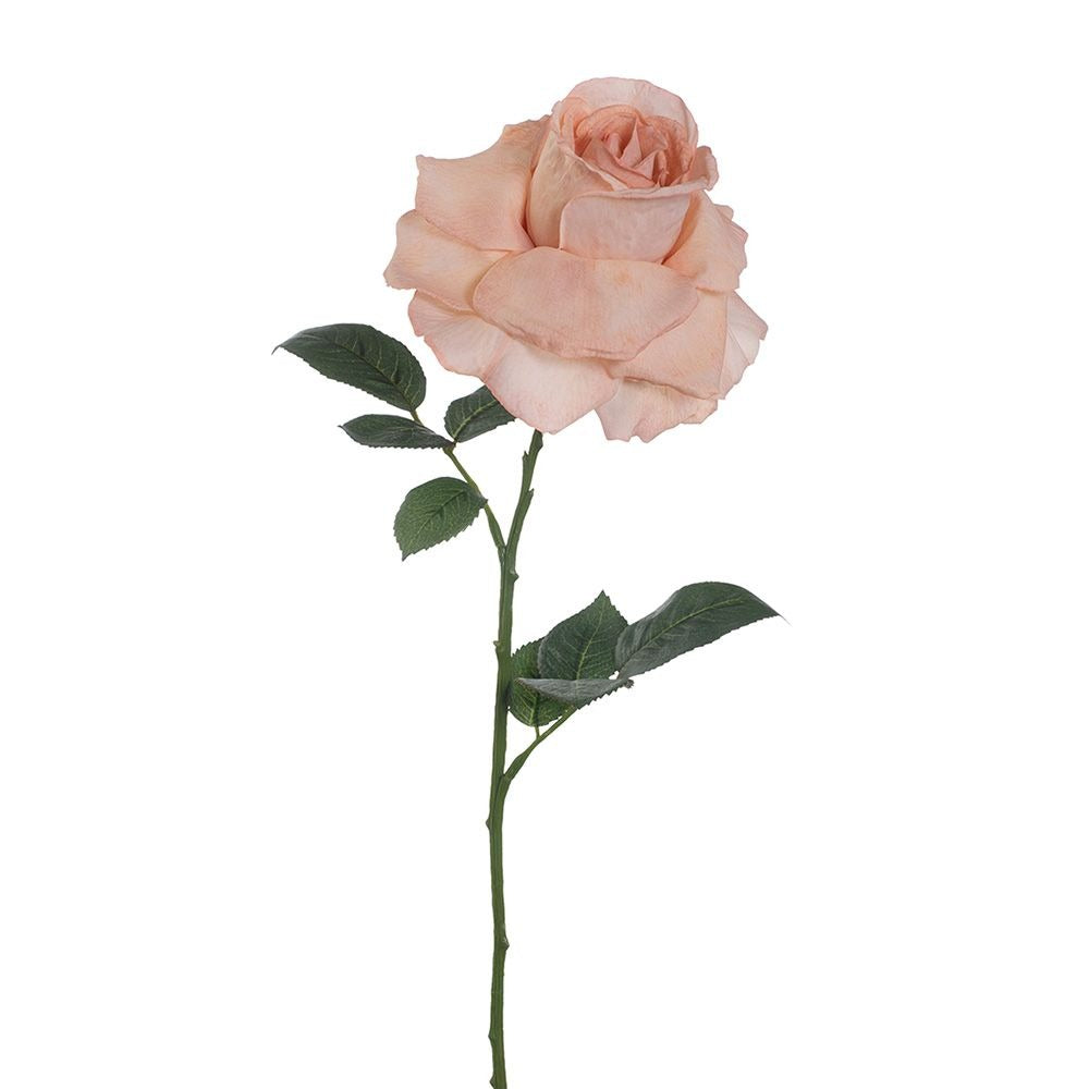 Rose Calista - Dusty Pink
