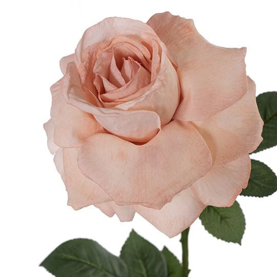 Rose Calista - Dusty Pink