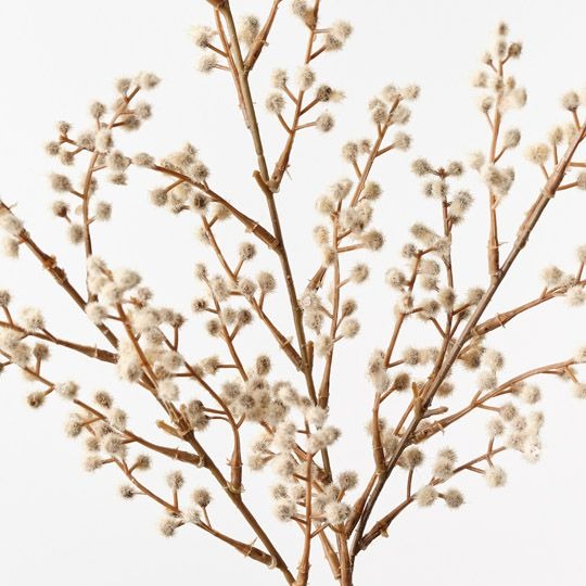 Wattle Spray