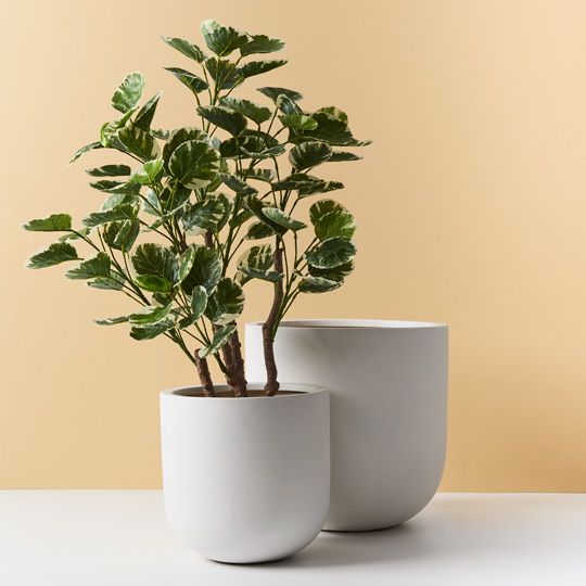 Egg Pot - Small