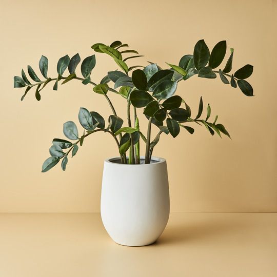 Sprout Pot