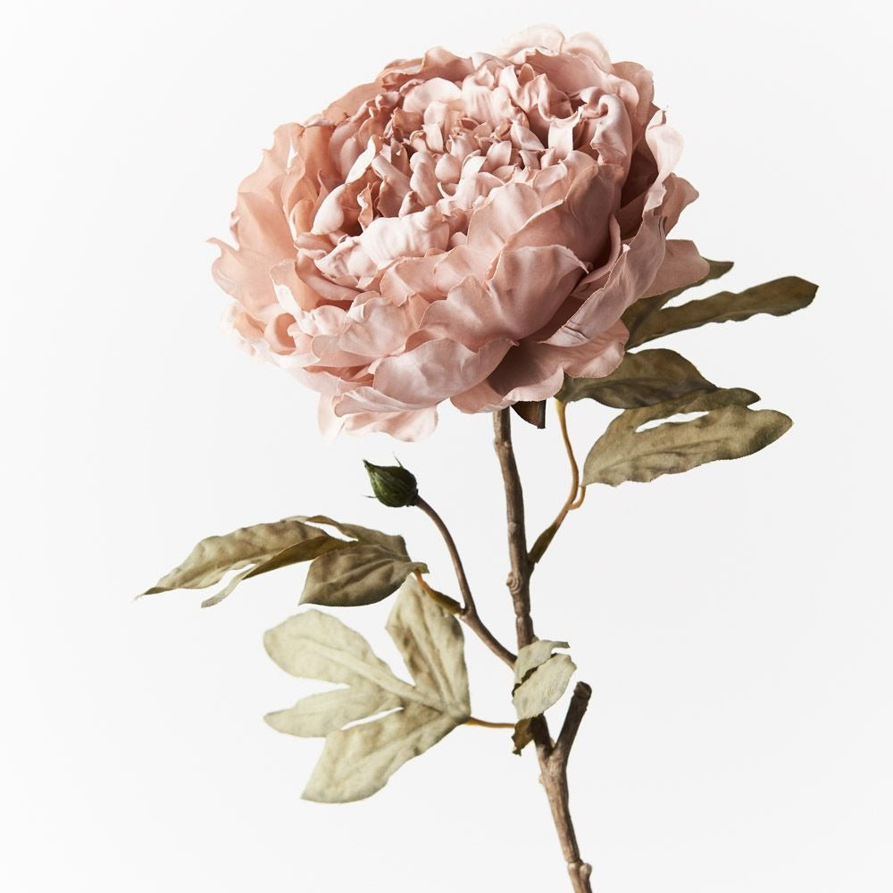 Peony Celeste - Dusty Pink