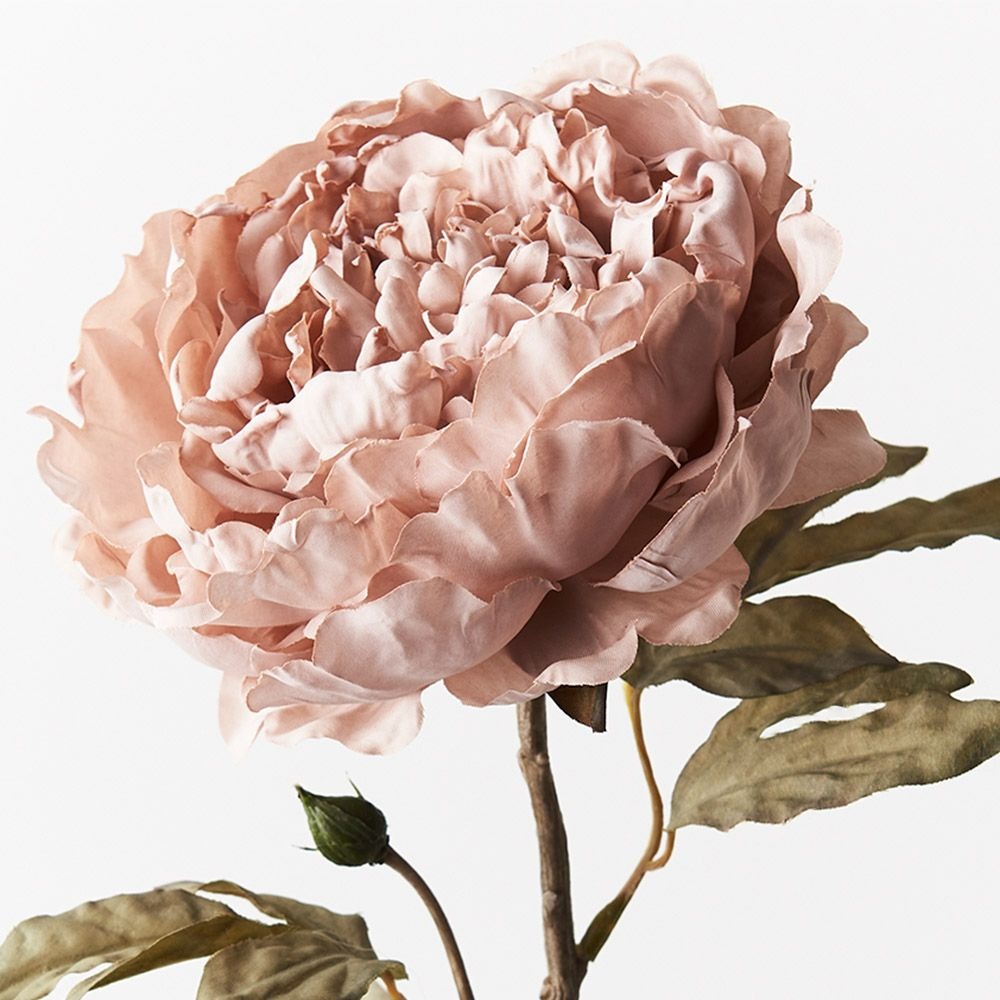 Peony Celeste - Dusty Pink
