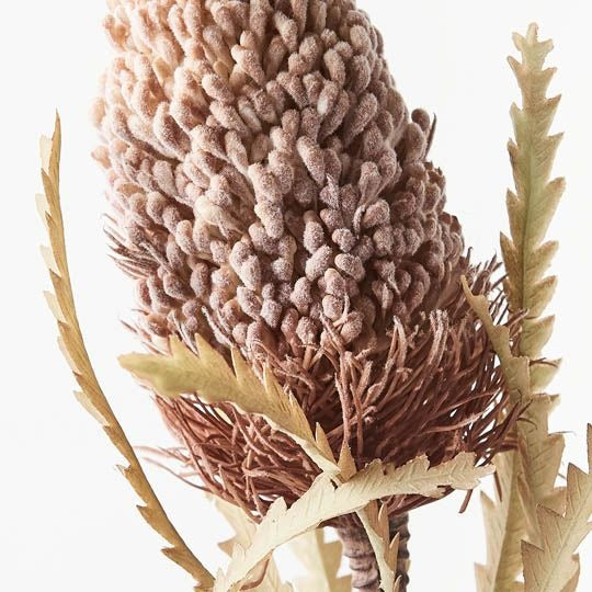 Banksia Acorn