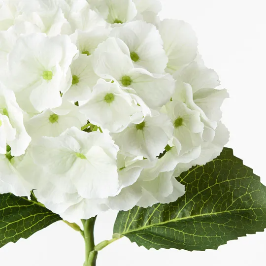 Hydrangea - White Green