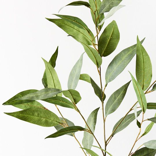Eucalyptus Spray - Grey Green (91cml)