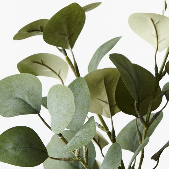 Eucalyptus Spray - Green Grey (40cml)