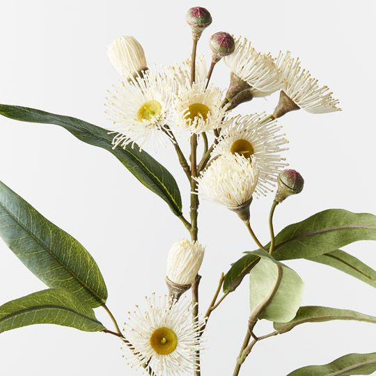 Eucalyptus Flowering Spray - White