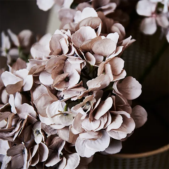 Hydrangea (w/o Leaf) - Light Pink