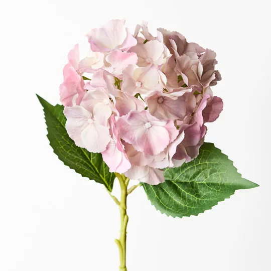 Hydrangea - Light Pink