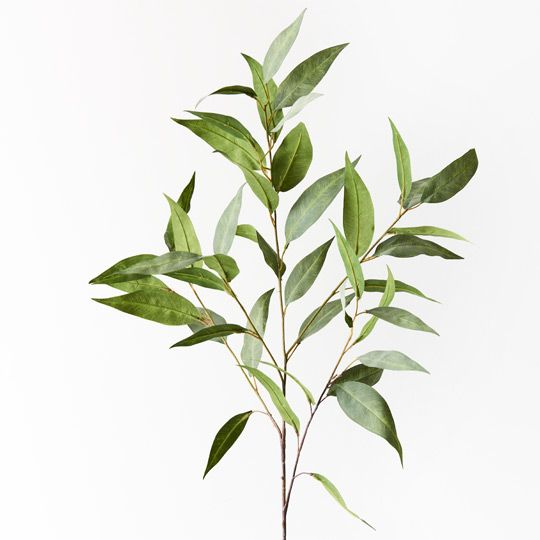 Eucalyptus Spray - Grey Green (91cml)