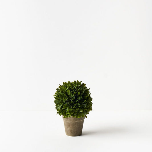 Boxwood Ball in Pot - Green