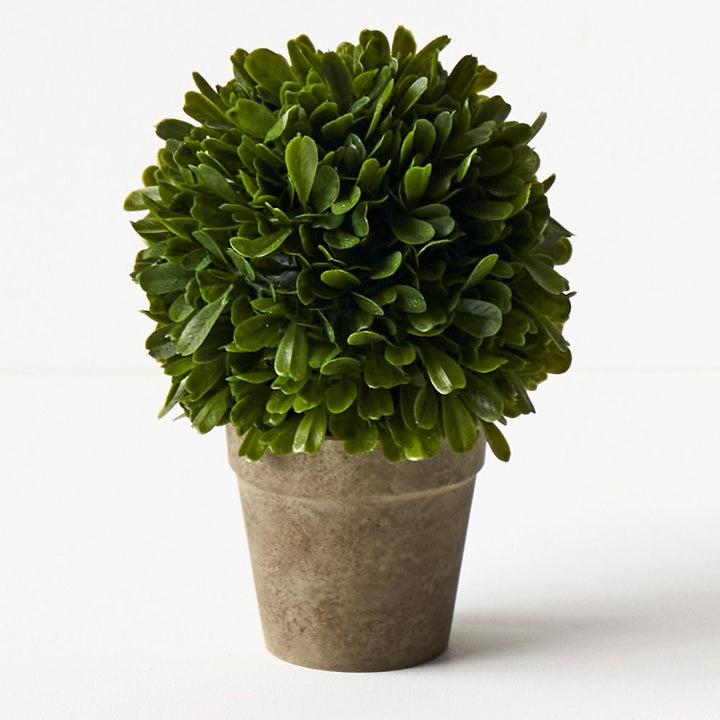 Boxwood Ball in Pot - Green