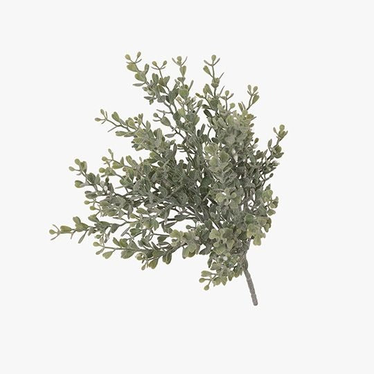 Boxwood Berry Bush