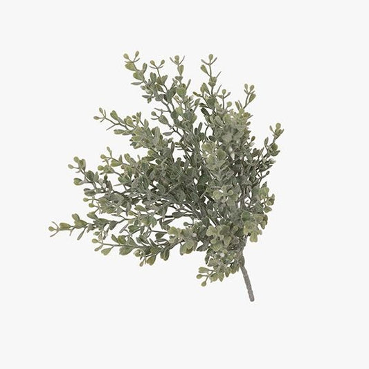 Boxwood Berry Bush