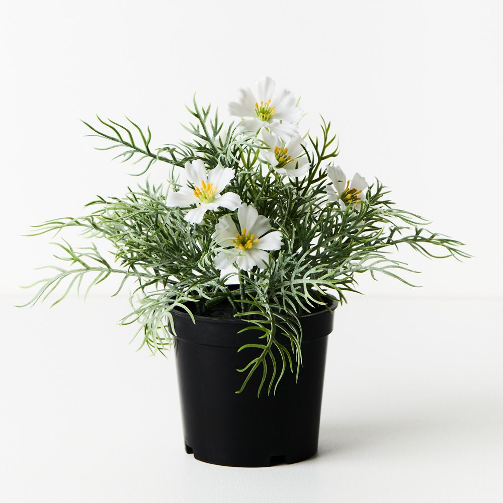 Cosmos Bush in Pot