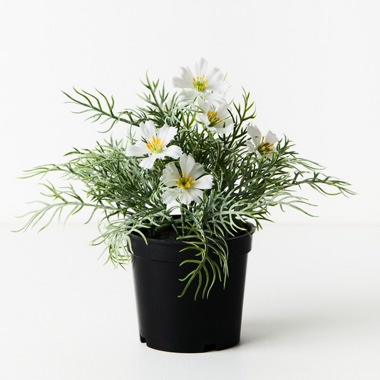 Cosmos Bush in Pot