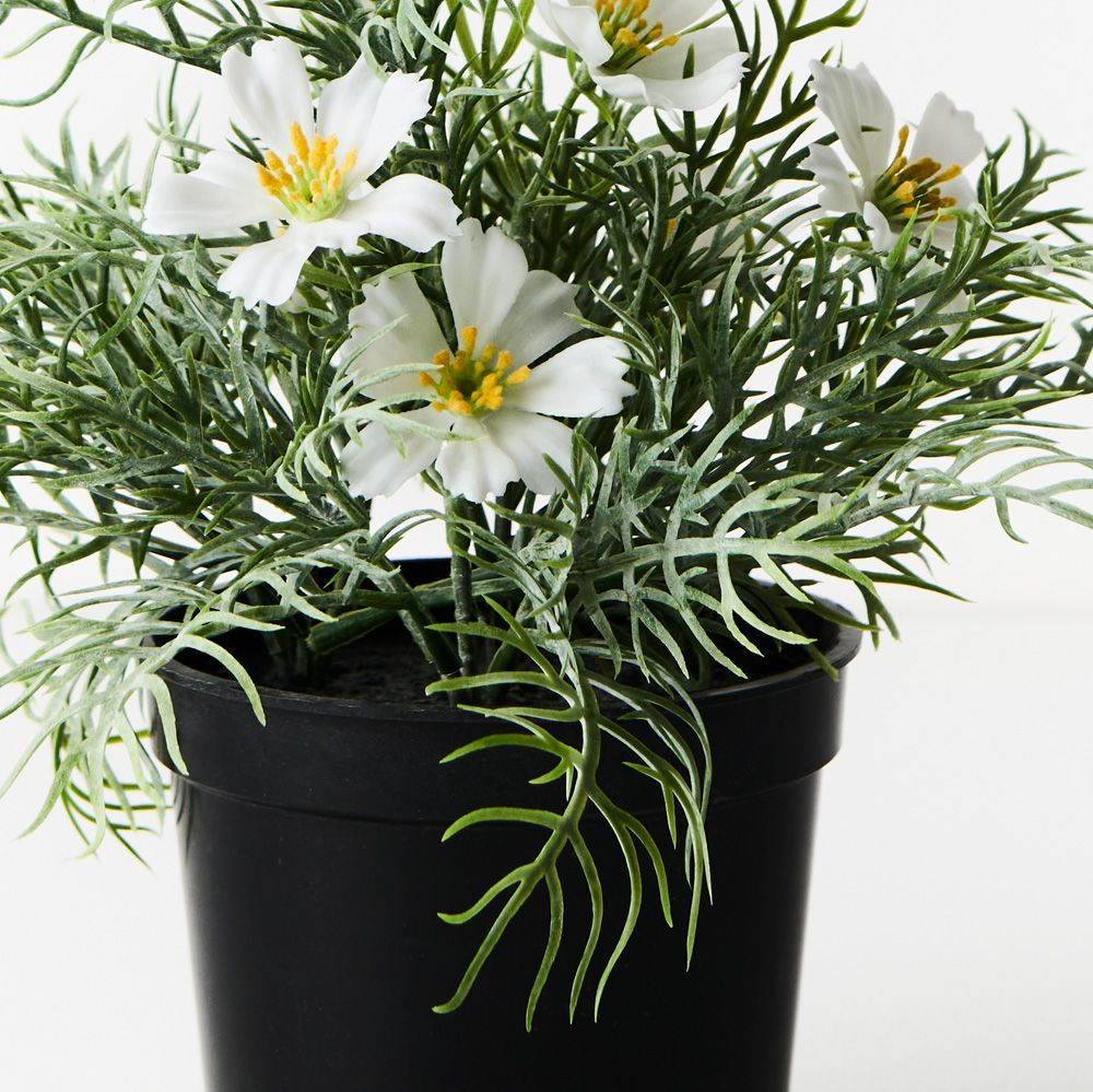 Cosmos Bush in Pot