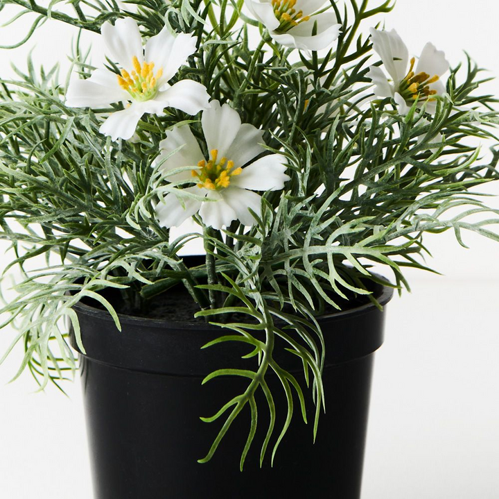 Cosmos Bush in Pot