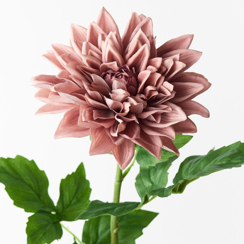 Dahlia - Dusty Pink