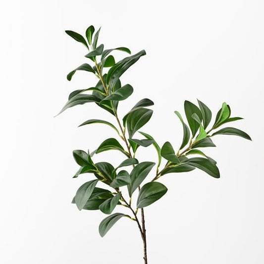Ficus Spray