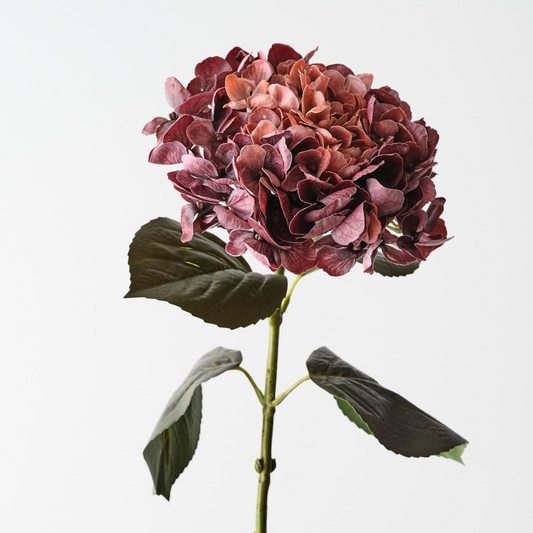 Hydrangea - Burgundy Rust