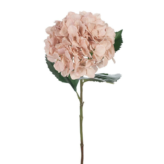 Hydrangea - Dusty Pink