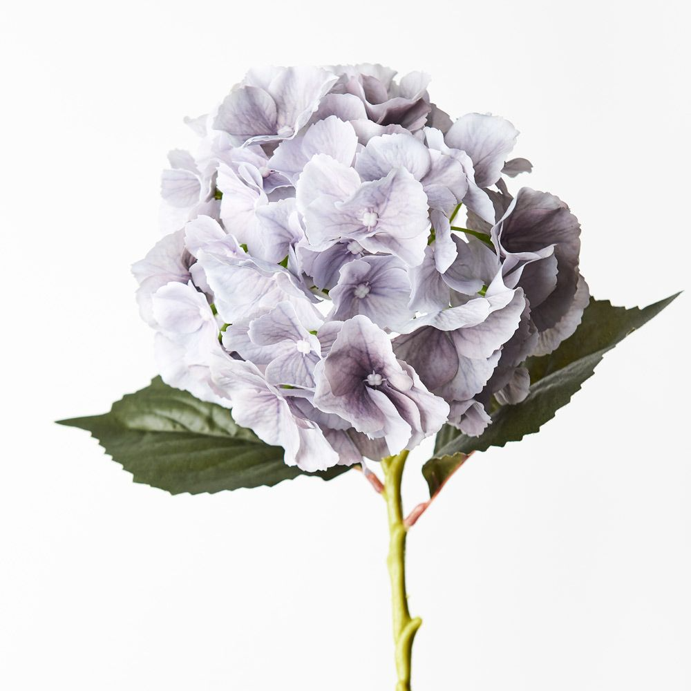 Hydrangea - Grey