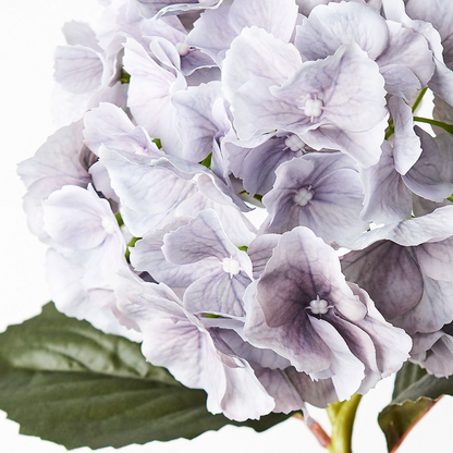 Hydrangea - Grey