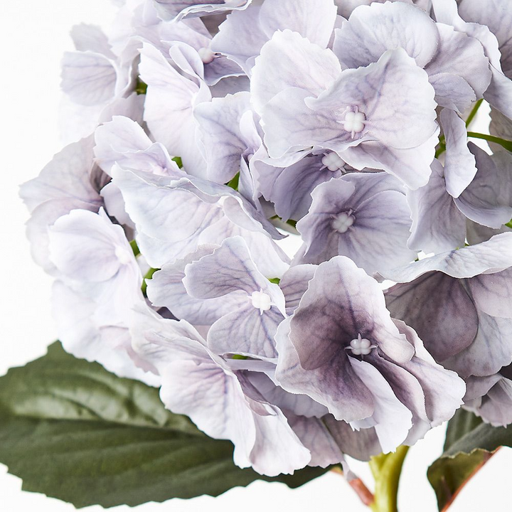 Hydrangea - Grey