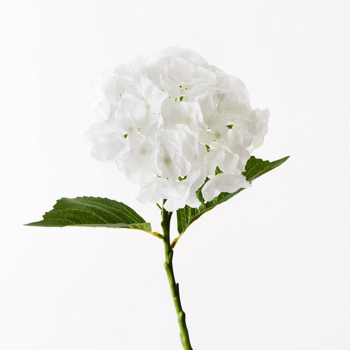 Hydrangea - White
