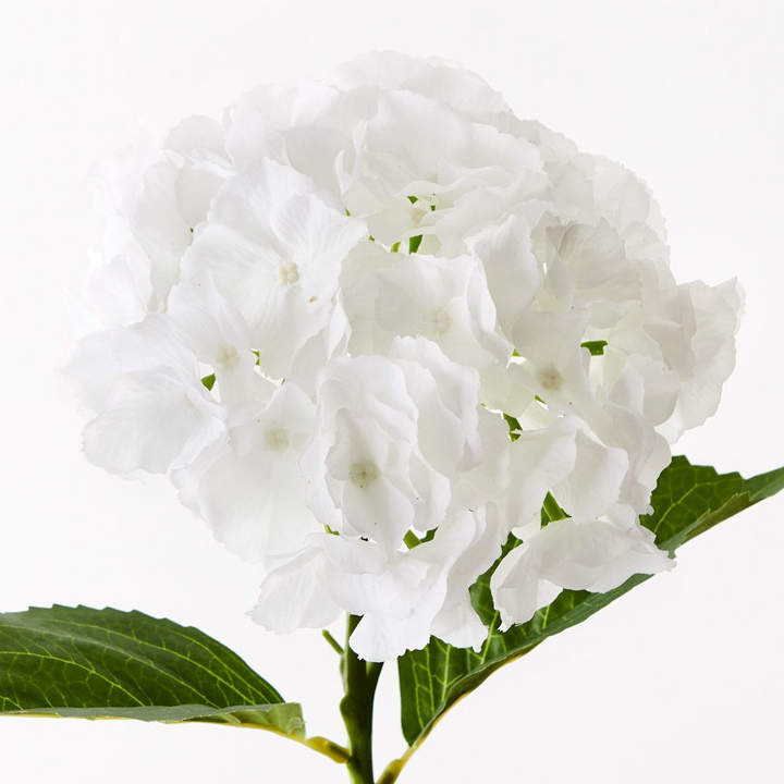 Hydrangea - White