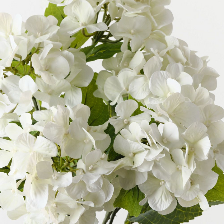 Hydrangea Bush - White