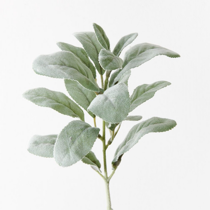 Lambs Ear Leaf Pick - Grey Green