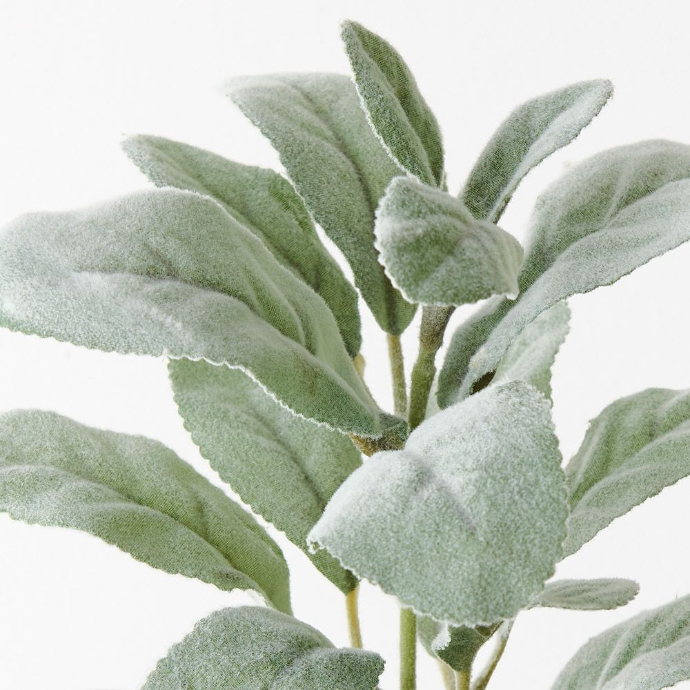 Lambs Ear Leaf Pick - Grey Green