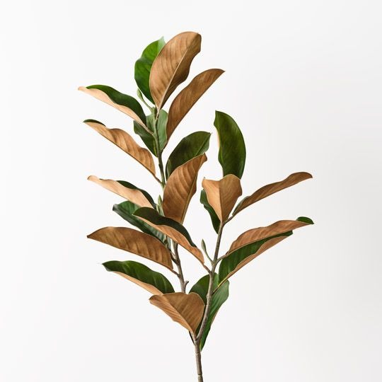 Magnolia Leaf Spray