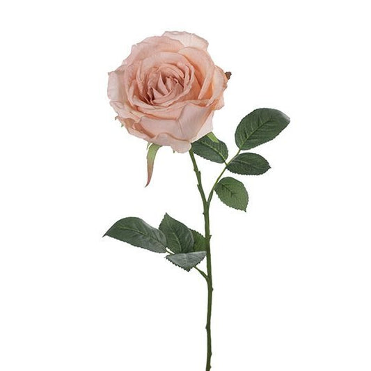 Rose Calista - Dusty Pink
