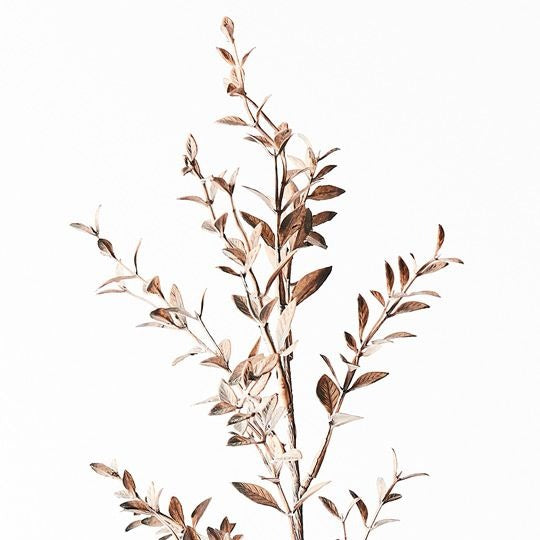 Ruscus Spray