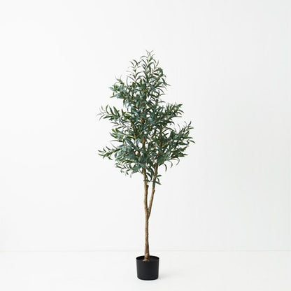 Olive Tree (w/o Fruit) - 170cm