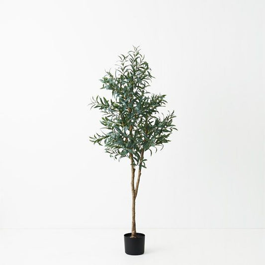 Olive Tree (w/o Fruit) - 200cm