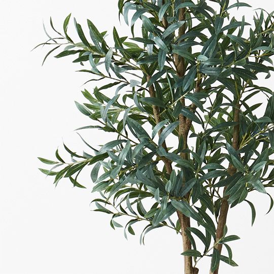 Olive Tree (w/o Fruit) - 170cm