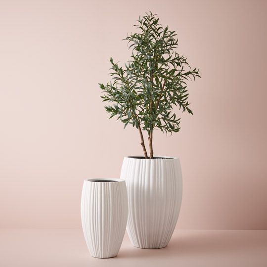 Olive Tree (w/o Fruit) - 200cm