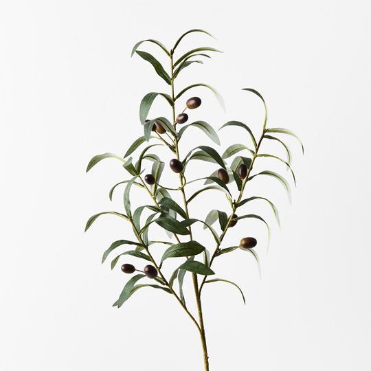 Olive Leaf Spray - Green